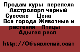 Продам куры, перепела. Австролорп черный. Суссекс. › Цена ­ 1 500 - Все города Животные и растения » Птицы   . Адыгея респ.